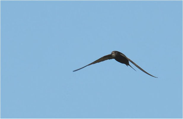 MAUERSEGLER, SWIFT, APUS APUS