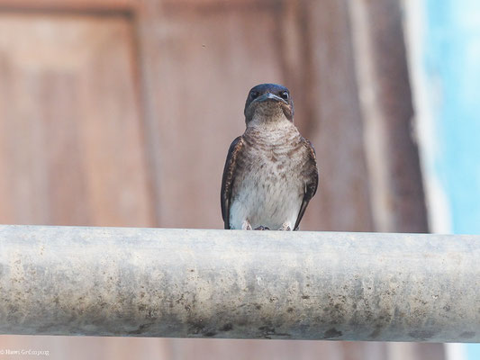 Graubrustschwalbe, Gray-breasted Martin - Progne chalybea