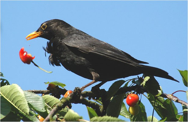 AMSEL, COMMON BLACKBIRD, TURDUS MERULA