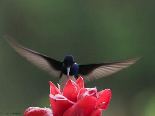 WEISSNACKENKOLIBRI, WHITE-NECKED JACOBIN, FLORISUGA MELLIVORA