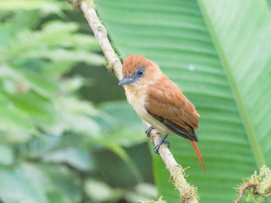 Zimtbekarde, Cinnamon Becard - Pachyramphus cinnamomeus