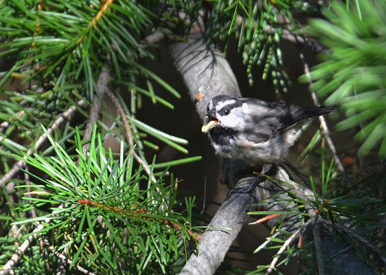 GAMBELMEISE, MOUNTAIN CHICKADEE, POECILE GAMBELI