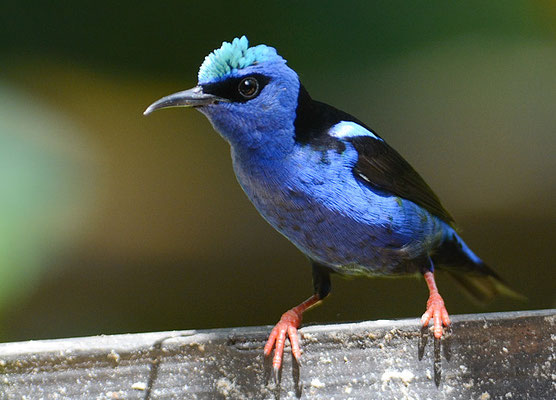 TÜRKISNASCHVOGEL, RED-LEGGED HONEYCREEPER, CYANERPES CYANEUS