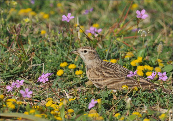 KURZZEHENLERCHE, SHORT-TOED LARK, CALANDRELLA BRACHYDACTYLA