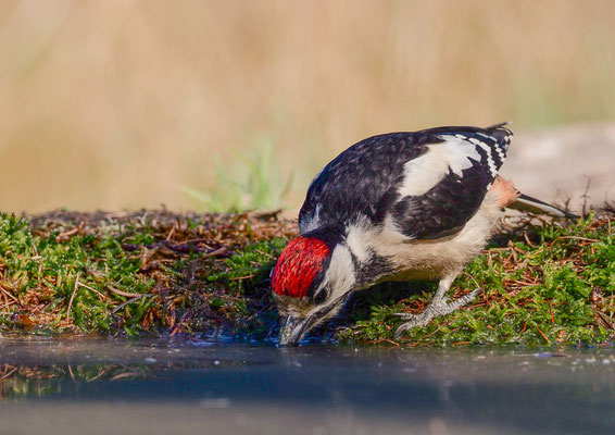 BUNTSPECHT, GREAT SPOTTED WOODPECKER, DENDROCOPOS MAJOR