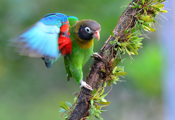 BLUTOHRPAPAGEI, BROWN-HOODED PARROT, PINOPSITTA HAEMATOTIS