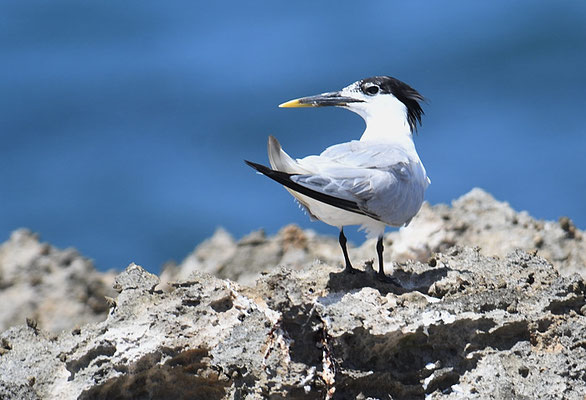 CABOTSSEESCHWALBE, CABOT´S TERN, THALSSEUS ACUFLAVIDUS