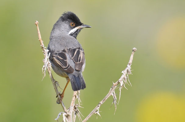 MASKENGRASMÜCKE, RÜPELL´S WARBLER, SYLVIA RUEPPELLI