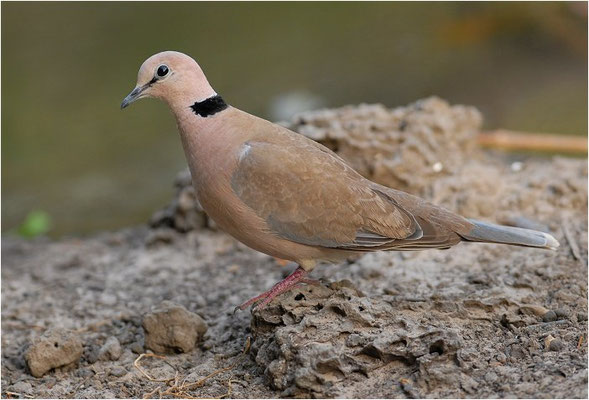 RÖTELTAUBE, VINACEOUS DOVE, STREPTOPELIA VINACEA