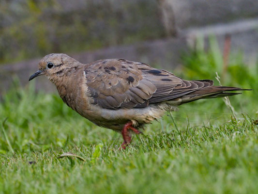 OHRFLECKTAUBE, EARED DOVE - ZENAIDA AURICULATA