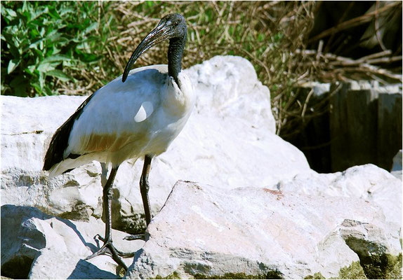HEILIGER IBIS, SACRD IBIS,  THRESKIORNIS AETHIOPICUS