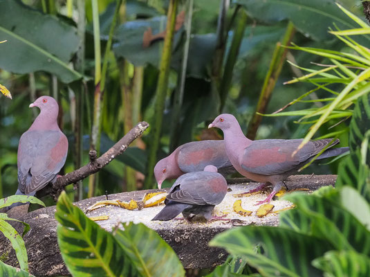 ROTSCHNABELTAUBE, RED-BILLED PIGEON, PATAGIOENAS FLAVIROSTRIS