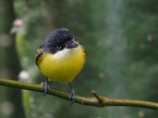 GELBBAUCH-SPATELTYRANN, COMMON TODY-FLYCATCHER - TODIROSTRUM CINEREUM