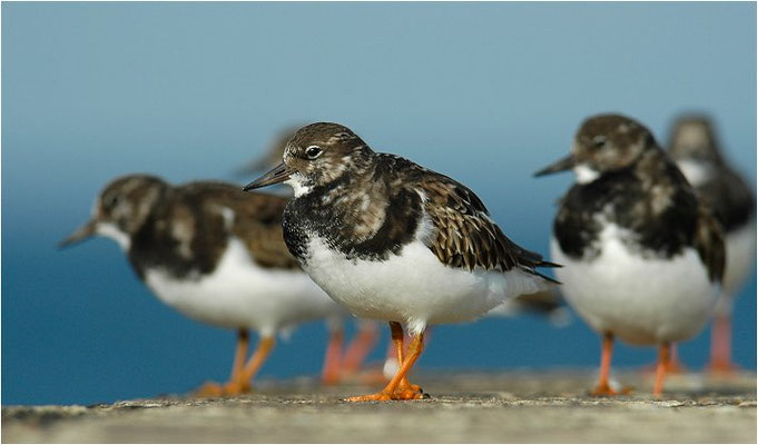 STEINWÄLZER, RUDDY TURNSTONE, ARENARIA INTERPRES