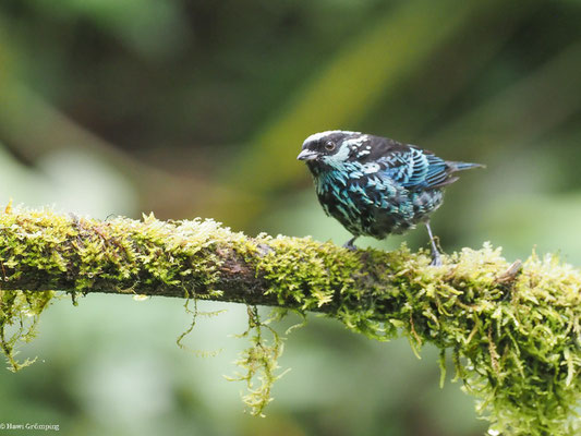 SILBERFLECKENTANGARE, BERYL-SPANGLED TANAGER - TANGARA NIGROVIRIDIS