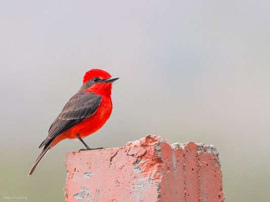 RUBINTYRANN, VERMILION FLYCATCHER - PYROCEPHALUS RUBINUS