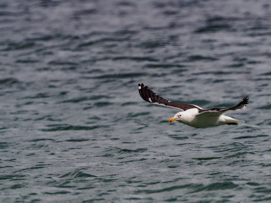 DOMINIKANERMÖWE, KELP GULL, LARUS DOMINICANUS