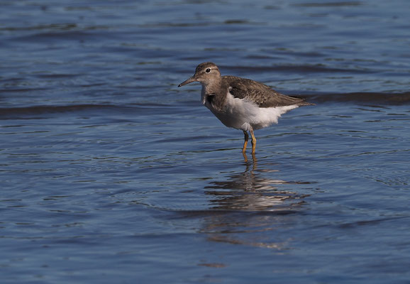 DROSSELUFERLÄUFER, SPOTTED SANDPIPER, ACTITIS MACULARIUS