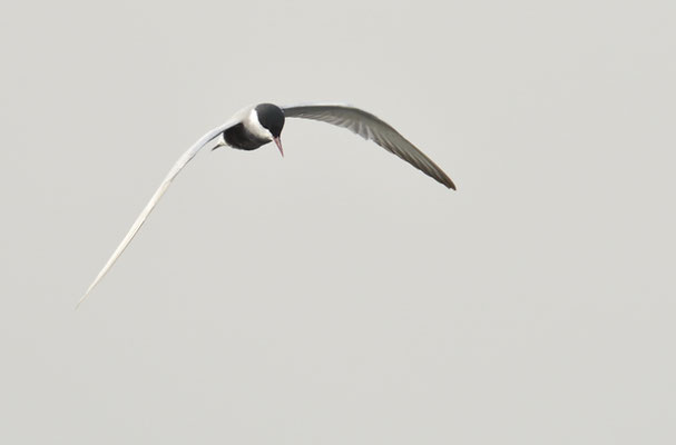 WEISSBARTSEESCHWALBE, WHISKERED TERN,  CHLIDONIAS HYBRIDA