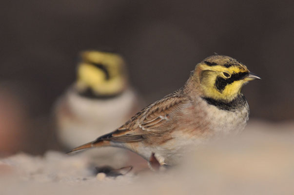 OHRENLERCHE, SHORE LARK (HORNED LARK), EREMOPHILA ALPESTRIS