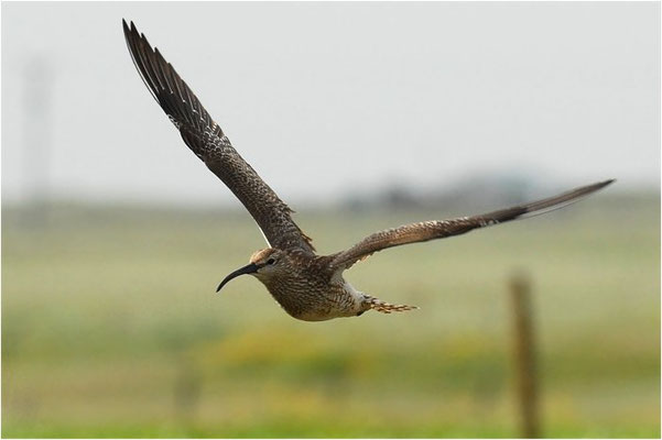 REGENBRACHVOGEL, WHIMBREL, NUMENIUS PHAEOPUS