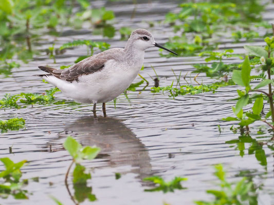 Wilson´s Wassertreter, Wilson´s Phalarope - Phalaropus tricolor