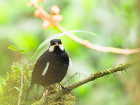 Schwarzklarino, Black Solitaire - Entomodestes coracinus