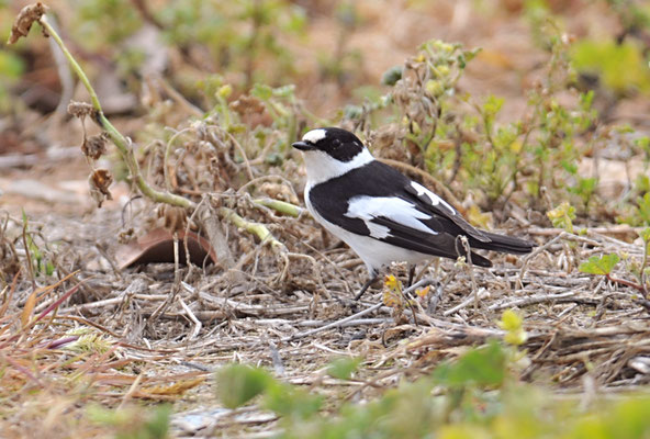 HALSBANDSCHNÄPPER, COLLARED FLYCATCHER, FICEDULA ALBICOLLIS