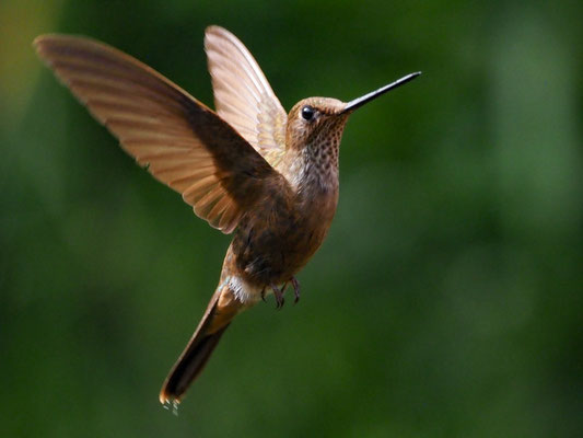 BRONZEANDENKOLIBRI, BRONZY INCA - COELIGENA COELIGENA