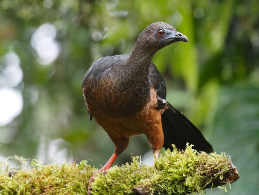 SICHELGUAN, SICKLE-WINGED GUAN - CHAMAEPETES GOUDOTII