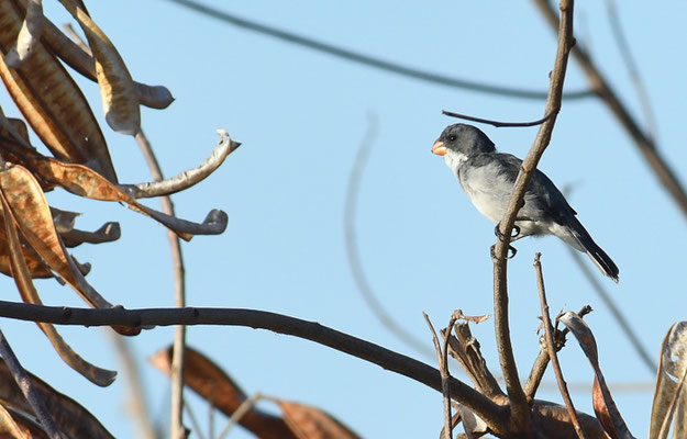 ZWEIFARBENSPELZER, WHITE-BELLIED SEEDEATER, SPOROPHILA LEUCOPTERA 