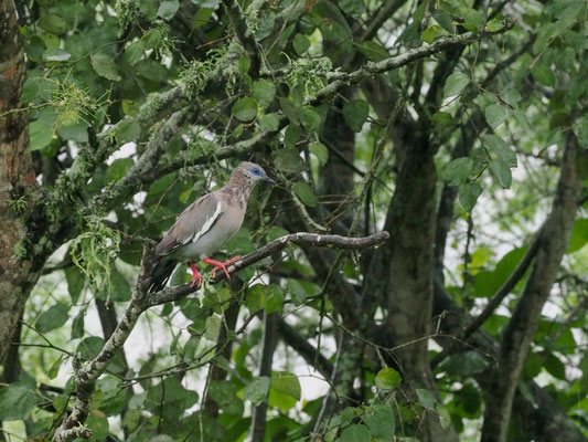 PERUTAUBE, WEST PERUVIAN DOVE - ZENAIDA MELODA