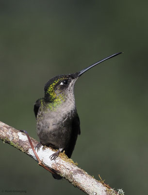 TALAMANCA-KOLIBRI, ADMIRABLE HUMMINGBIRD, EUGENES SPECTABILIS