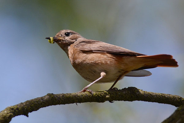 GARTENROTSCHWANZ, COMMON REDSTART, PHOENICURUS PHOENICURUS