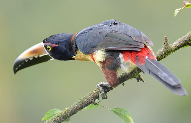 HALSBANDARASSARI, COLLARED ARACARI, PTEROGLOSSUS TORQUATUS