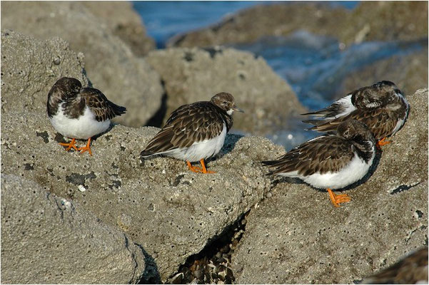 STEINWÄLZER, RUDDY TURNSTONE, ARENARIA INTERPRES