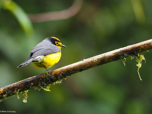 BRILLENWALDSÄNGER, SPECTACLED WHITESTART - MYIOBORUS  MELANOCEPHALUS