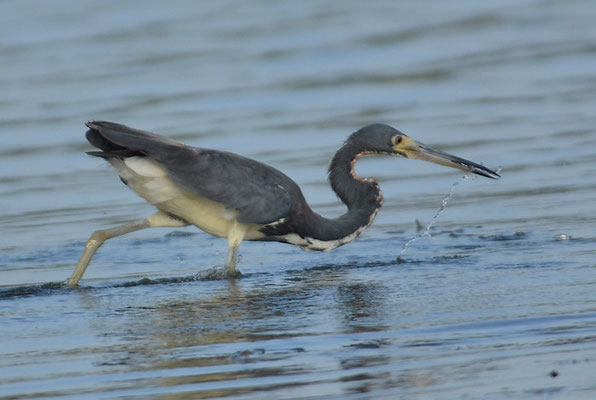 DREIFARBENREIHER TRICOLORES HERON, EGRETTA TRICOLOR