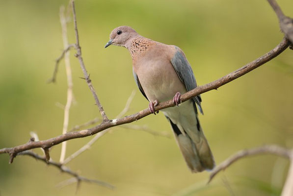 PALMTAUBE, LAUGHING DOVE, STREPTOPELIA SENEGALENSIS