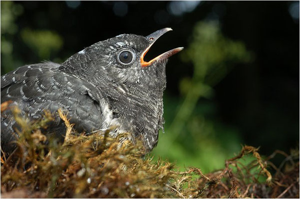 KUCKUCK, COCKOO, CUCULUS CANORUS