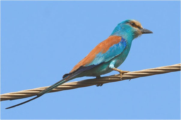 SENEGALRACKE, ABYSSINIAN ROLLER, CORACIAS ABYSSINIICA
