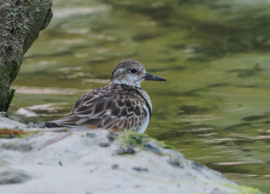 STEINWÄLZER, RUDDY TURNSTONE, ARENARIA INTERPRES