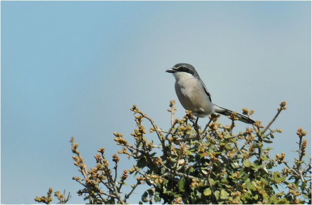 MITTELMEERRAUBWÜRGER, IBERIAN GREY SHRIKE, LANIUS MERIDIONALIS