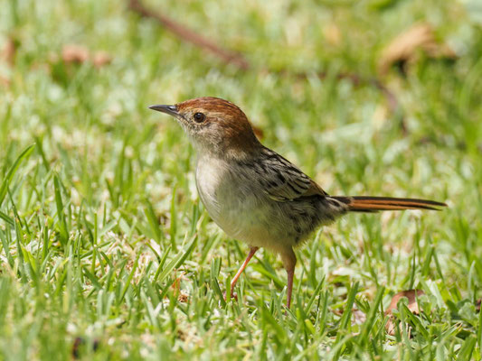 VLIJ-CISTENSÄNGER, LEVAILLANT´S CISTICOLA, CISTICOLA TINNIENS