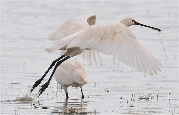 LÖFFLER, SPOONBILL, PLATALEA LEUCORODIA