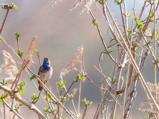 Blaukehlchen, bluethroat, luscinia svecica 