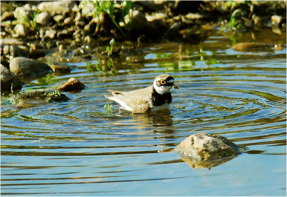 FLUSSREGENPFEIFER, LITTLE RINGED PLOVER, CHARADRIUS DUBIUS