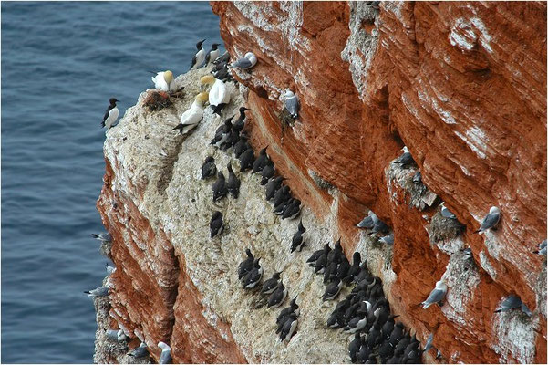 TROTTELLUMME, GUILLEMOT, URIA AALGE