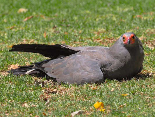 Höhlenweih, African Harrier-Hawk - Polyboroides typus