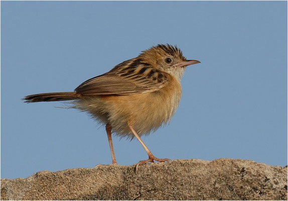 CISTENSÄNGER, ZITTING CISTICOLA, CISTICOLA JUNCIDIS